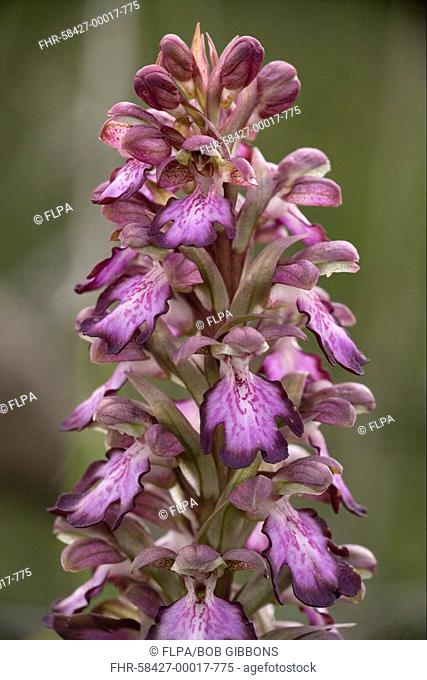 Giant Orchid Barlia robertiana close-up of flowerspike, Cyprus