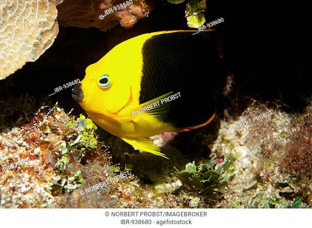 Rock Beauty (Holacanthus tricolor) in front of a crevice, Barrier Reef, San Pedro, Ambergris Cay Island, Belize, Central America, Caribbean