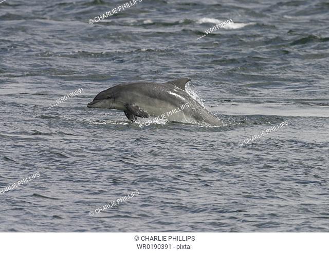 Bottlenose dolphin Tursiops truncatus truncatus leaping at speed with most of its body clear of the water Moray Firth, Scotland