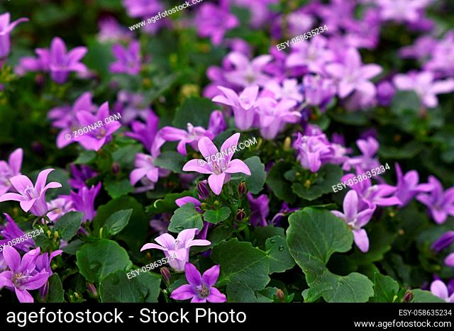 Close up purple Campanula portenschlagiana flowers or wall bellflower, high angle view