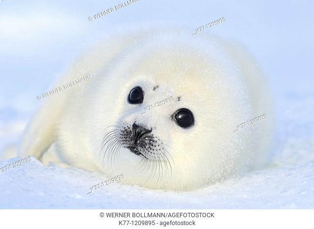 Harp Seal (Phoca groenlandica), pup, Magdalen Islands, Québec, Canada