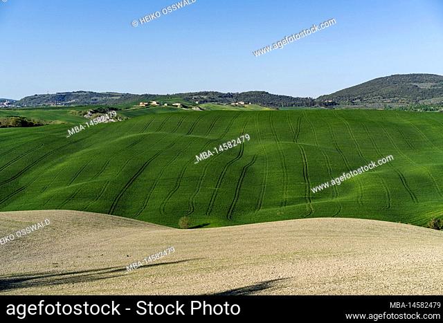 Green landscape, fields, Tuscany, Italy