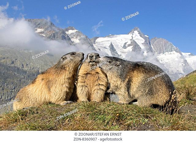 Alpenmurmeltier mit Großglockner, Hohe Tauern, Österreich, Europa / Alpine marmot in front of Großglockner, High Tauern National Park, Carinthia, Austria