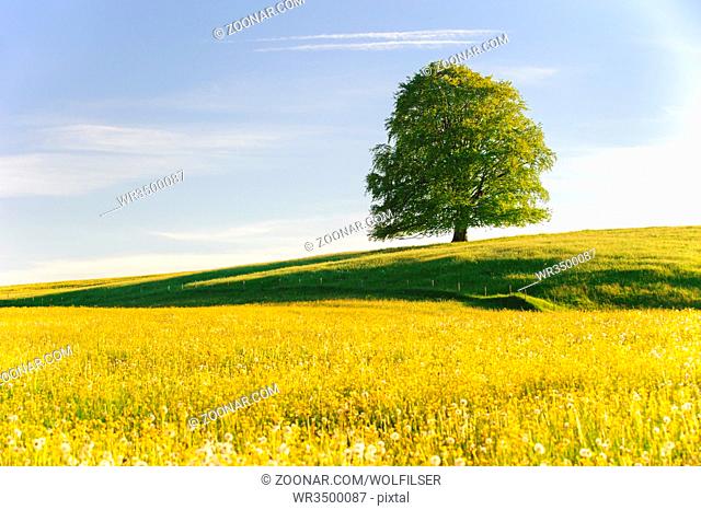 single big beech tree in field with perfect treetop