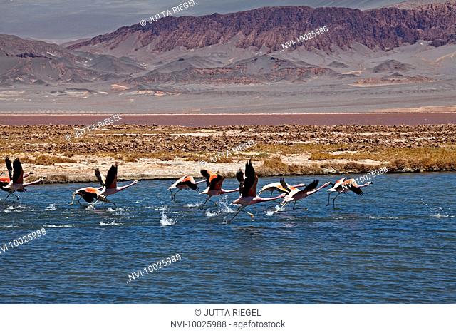 Flamingos, Laguna Colorada, Puna desert, Catamarca Province, Argentina, South America