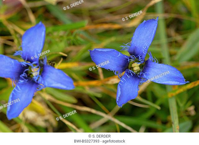 Gentiana ciliata (Gentianella ciliata, Gentiana ciliata), flowers, Italy, South Tyrol, Dolomiten