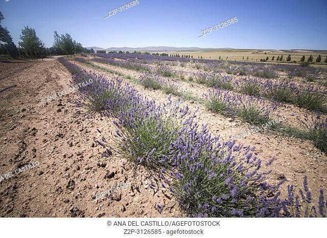 Lavender plantation in El Pobo Teruel Aragon Spain