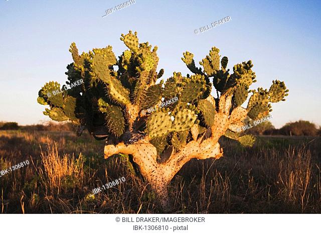 Texas Prickly Pear Cactus (Opuntia lindheimeri), plant, Sinton, Corpus Christi, Coastal Bend, Texas, USA