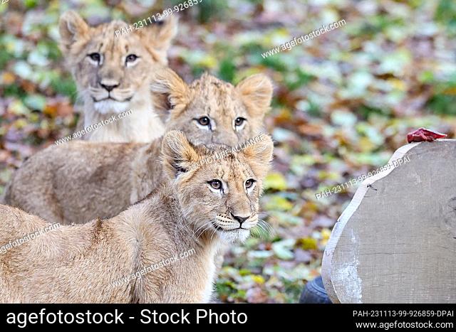 13 November 2023, Saxony, Leipzig: The lion cubs are standing in the lion savannah at Leipzig Zoo. The four lion cubs have now all been given names