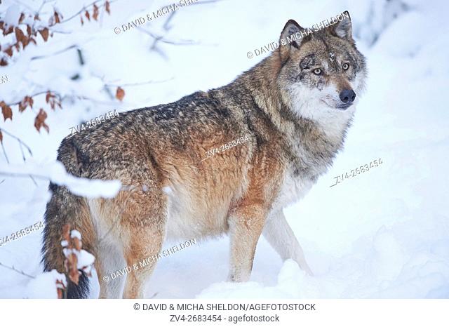 Close-up of a Eurasian wolf (Canis lupus lupus) in a snowy winter