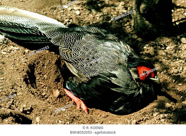 Lineated Kalij Pheasant, Nepal Kaleege pheasant, Kalij Pheasant, Kalij, (Gennaeus leucomelanos lineatus, Lophura leucomelanos lineatus), pawing on the grond