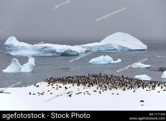Gentoo penguins (Pygoscelis papua), colony in the snow on the coast, behind Errera Channel with icebergs, Cuverville Island, Antarctic Peninsula, Antarctica