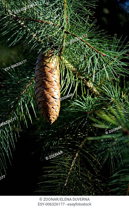 West himalayan or Morinda spruce cone