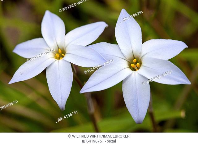 Spring star, (Ipheion uniflorum), North Rhine-Westphalia, Germany