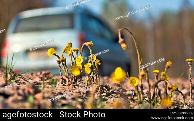 Unpretentious foalfoot (Tussilago farfara) growing right off highway, roadside weeds. Cars in the background. Nature coexists with man, urban ecology
