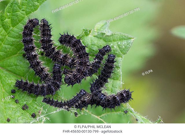 Peacock Butterfly (Inachis io) larvae, feeding on Stinging Nettle (Urtica dioica) leaves, Berwickshire, Scottish Borders, Scotland, August