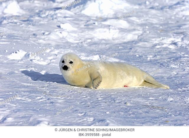 Harp Seal or Saddleback Seal (Pagophilus groenlandicus, Phoca groenlandica), pup on pack ice, Magdalen Islands, Gulf of Saint Lawrence, Quebec, Canada