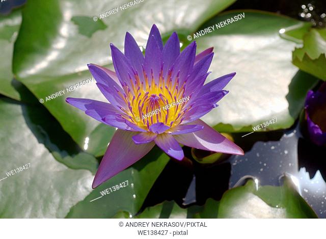 Blue Lotus, water lily (Nymphaea caerulea), Kuala Lumpur, Malaysia, Southeast Asia