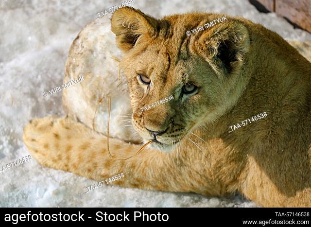 RUSSIA, VLADIVOSTOK - FEBRUARY 2, 2023: A six-month-old African lion cub lives at Sadgorod Zoo. Born in late July 2022 to a family of Bonifatsiy, 15