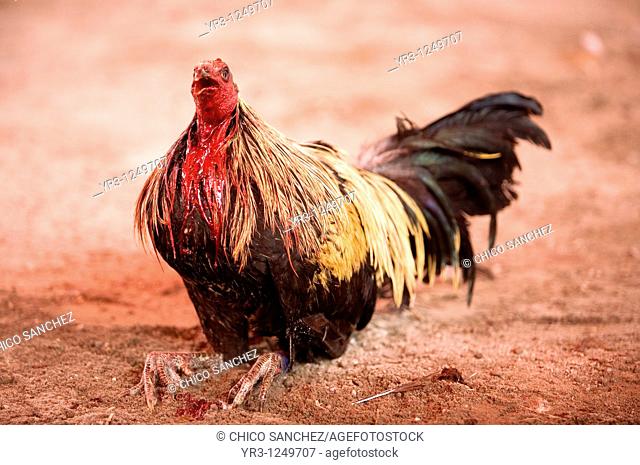 A bleeding rooster tries to stand up at a cockfight on the outskirts of Mexico City. Cockfighting originated in India, China, Persia