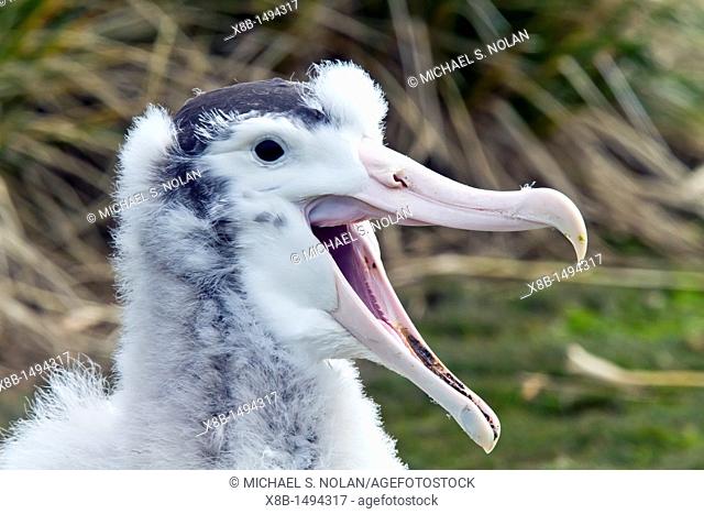 Wandering albatross Diomedea exulans chick at breeding colony on Prion Island, Bay of Isles, South Georgia, Southern Ocean MORE INFO The Wandering Albatross has...