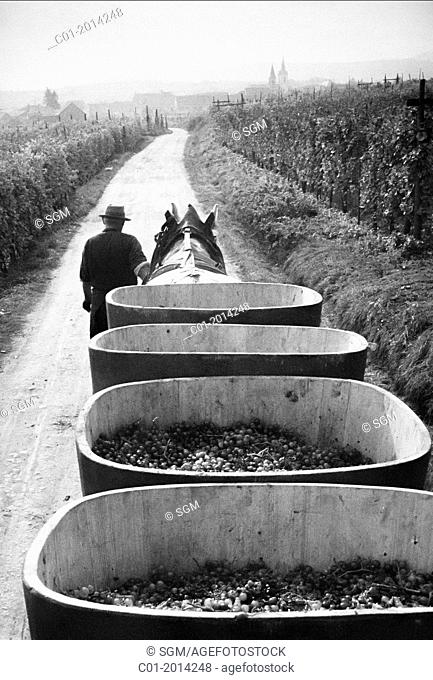 1963 Horse-drawn trailer with grape harvest Alsace France