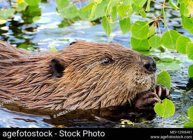 North American Beaver (Castor canadensis) eating aspen tree leaves and small limbs. Northern Rockies, Fall