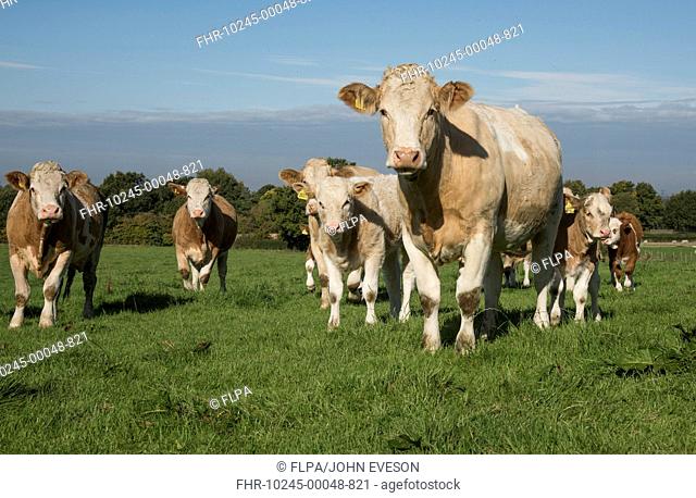Domestic Cattle, Simmental cows and calves, herd standing in pasture, Cheshire, England, October