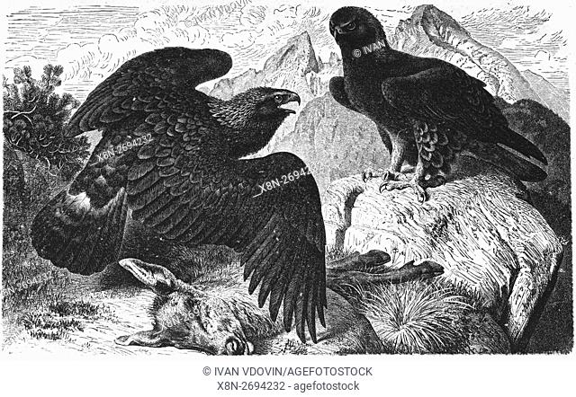 Golden eagle, Aquila chrysaetos, illustration from book dated 1904