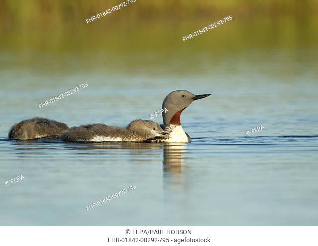 Red-throated Diver Gavia stellata adult, breeding plumage, with two chicks, swimming, Iceland, June