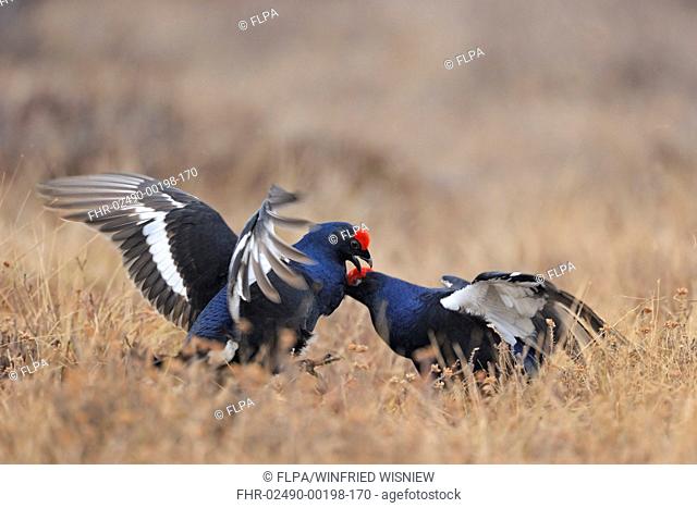 Black Grouse Tetrao tetrix two adult males, fighting at lek, Sweden, april