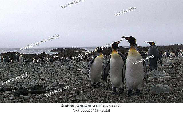 King Penguins(Aptenodytes patagonicus) walking behind each other, approaching camera