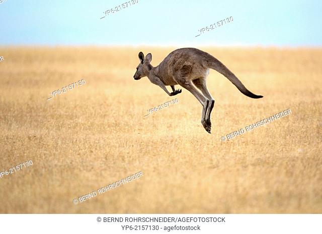 jumping Eastern Grey Kangaroo (Macropus giganteus), Maria Island, Tasmania, Australia