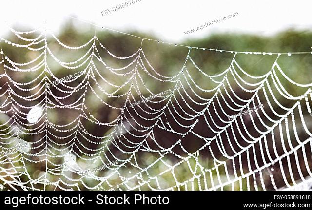 Early morning dew water droplets clinging to a spiders web in rural South Africa