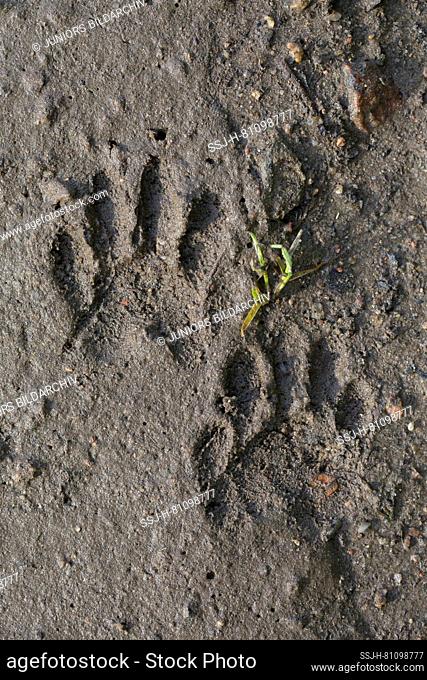 Raccoon (Procyon lotor), tracks in sandy soil. Germany