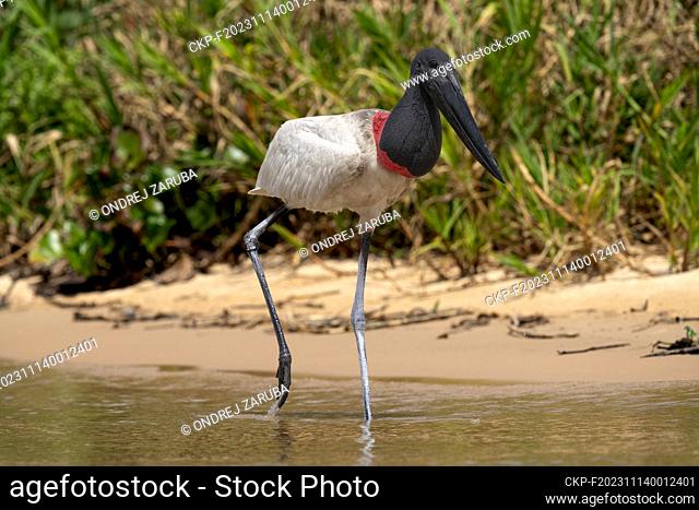 Jabiru stork in tropical Pantanal, Brasil, October 1, 2023. (CTK Photo/Ondrej Zaruba)