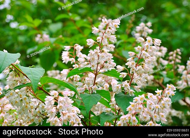 Deutzia crenata, ein Zierstrauch - Deutzia crenata, white blooming shrub