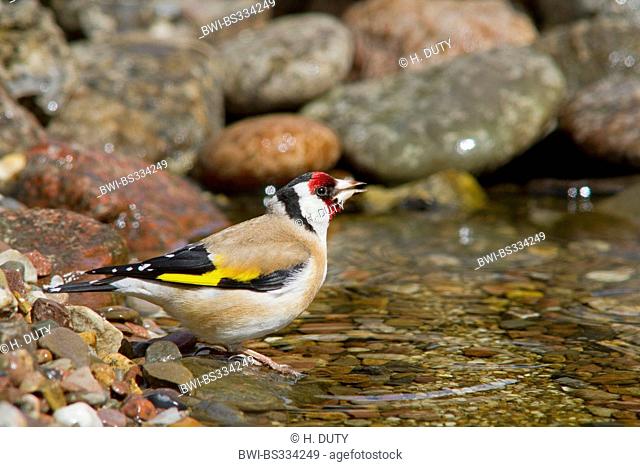 Eurasian goldfinch (Carduelis carduelis), drinking, Germany, Mecklenburg-Western Pomerania