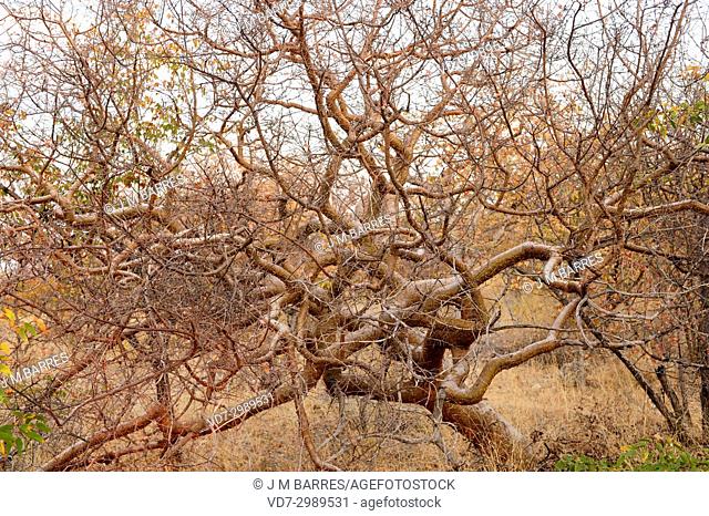 Namibian myrrh (Commiphora wildii) is a little tree that produces a resine (omumbiri) with aromatic, culinary and medicinal uses