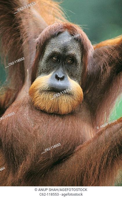 Bornean Orangutan (Pongo pygmaeus). Gunung Leuser National Park, Indonesia