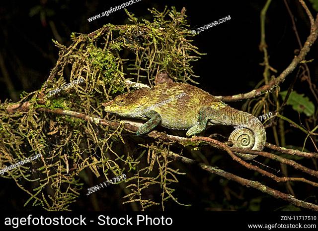 Chamäleon Calumma crypticum, (Chameleonidae), Anjozorobe Nationalpark, Madagaskar / Cryptic Chameleon (Calumma crypticus), (Chameleonidae), Madagascar