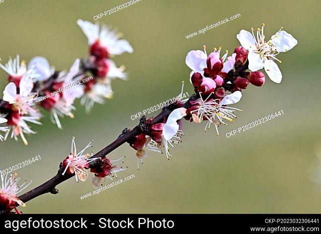 A bee pollinates an apricot blossom in an orchard in Breclav, Czech Republic, on March 23, 2023. (CTK Photo/Vaclav Salek)