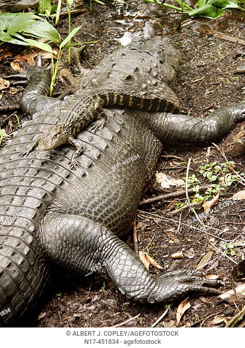 Florida Everglades, American alligator