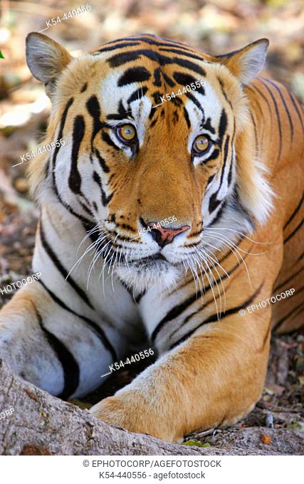Male tiger (Panthera tigris) Kanha National Park, Madhya Pradesh, India