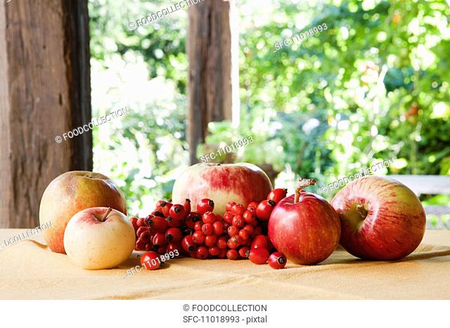 An arrangement of apples, rosehips and rowan berries