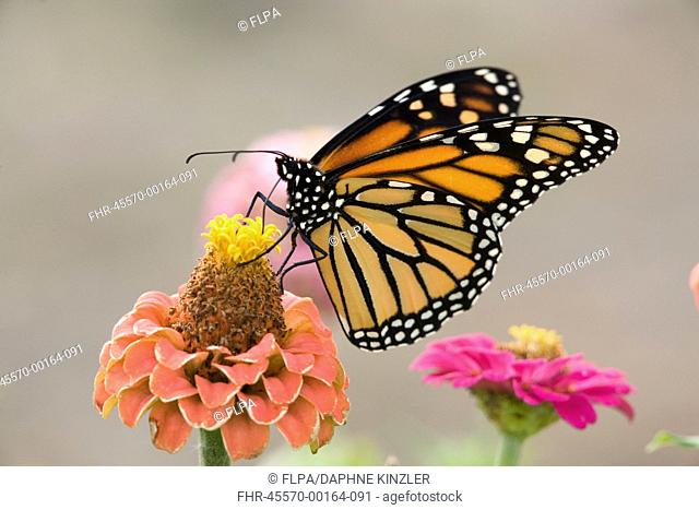 Monarch Butterfly (Danaus plexippus) adult, feeding on zinnia flower in garden, North Dakota, U.S.A., September