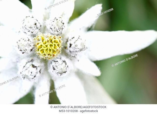 Close up of a Edelweiss Leontopodium alpinum flower