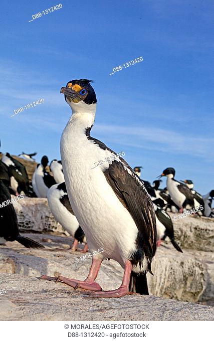 Falkland Islands , Sea LIon island , King Shag or Imperial Shag Phalacrocorax atriceps albiventer