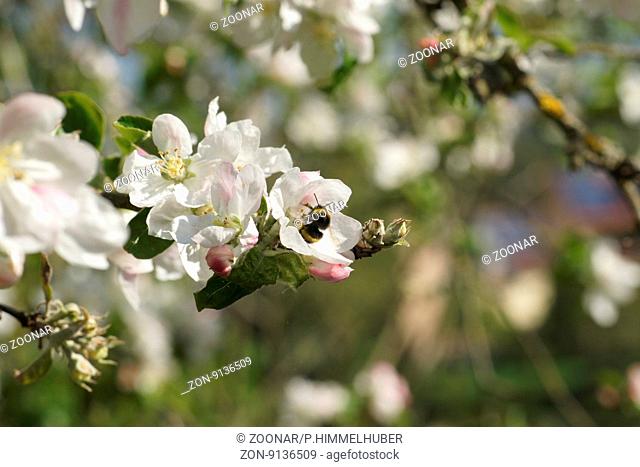 Malus domestica, Apple, with bumble bee