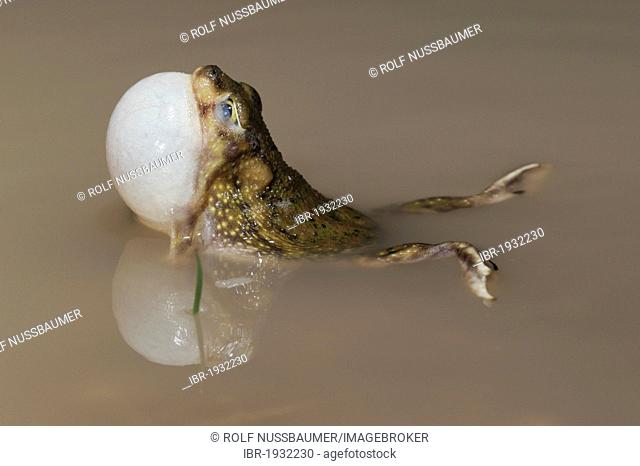 Couch's Spadefoot (Scaphiopus couchii), adult at night, calling, vocal sac inflated, Laredo, Webb County, South Texas, USA, America